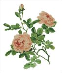 (image for) Willmott: Rose Alba